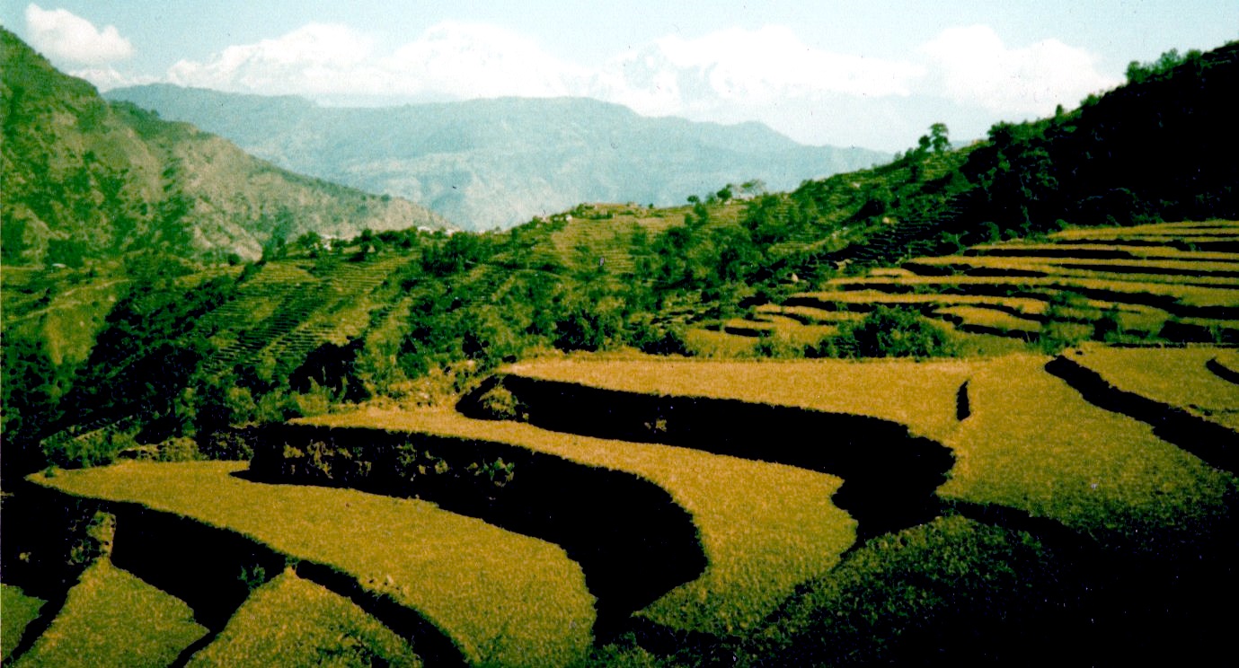 Terraced rice paddies on route from Marsayangdi Valley to Pokhara