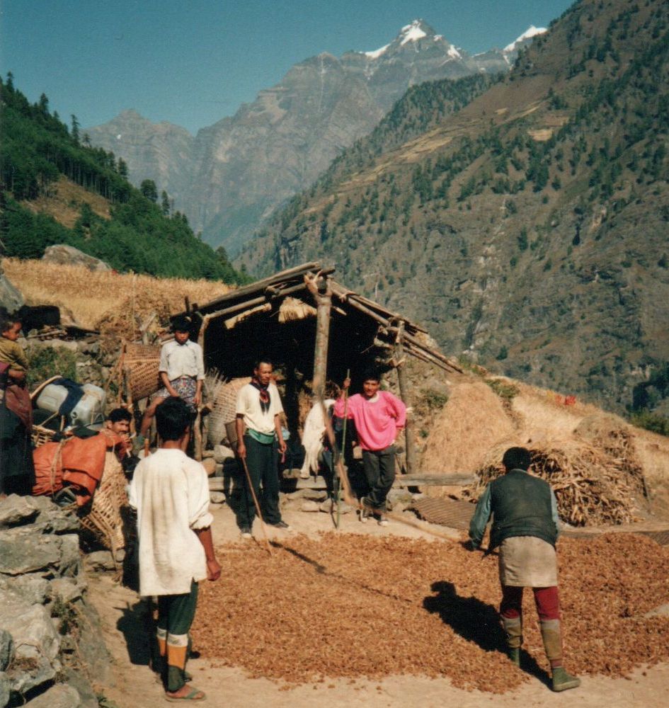 Thrashing Corn in Ngyak Village in the Buri Gandaki River Valley