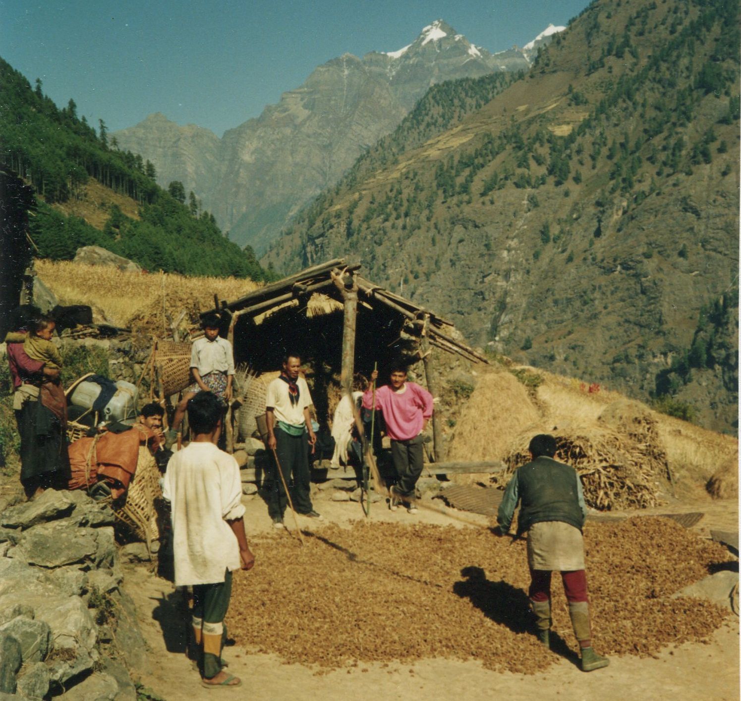 Thrashing Corn in Ngyak Village in Buri Gandaki Valley in Manaslu Region of the Nepal Himalaya