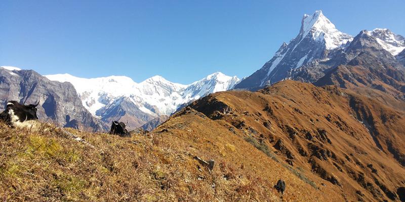 Macchapucchre ( The Fishtail Mountain )