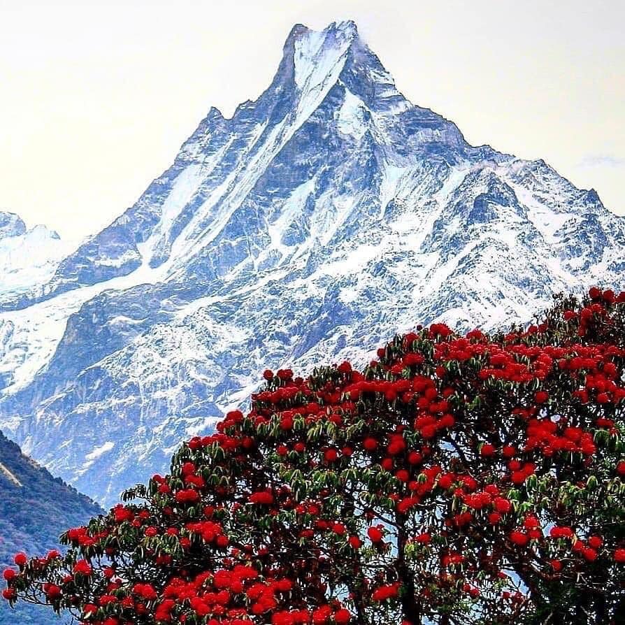 Mount Macchapucchre ( Fishtail Mountain )