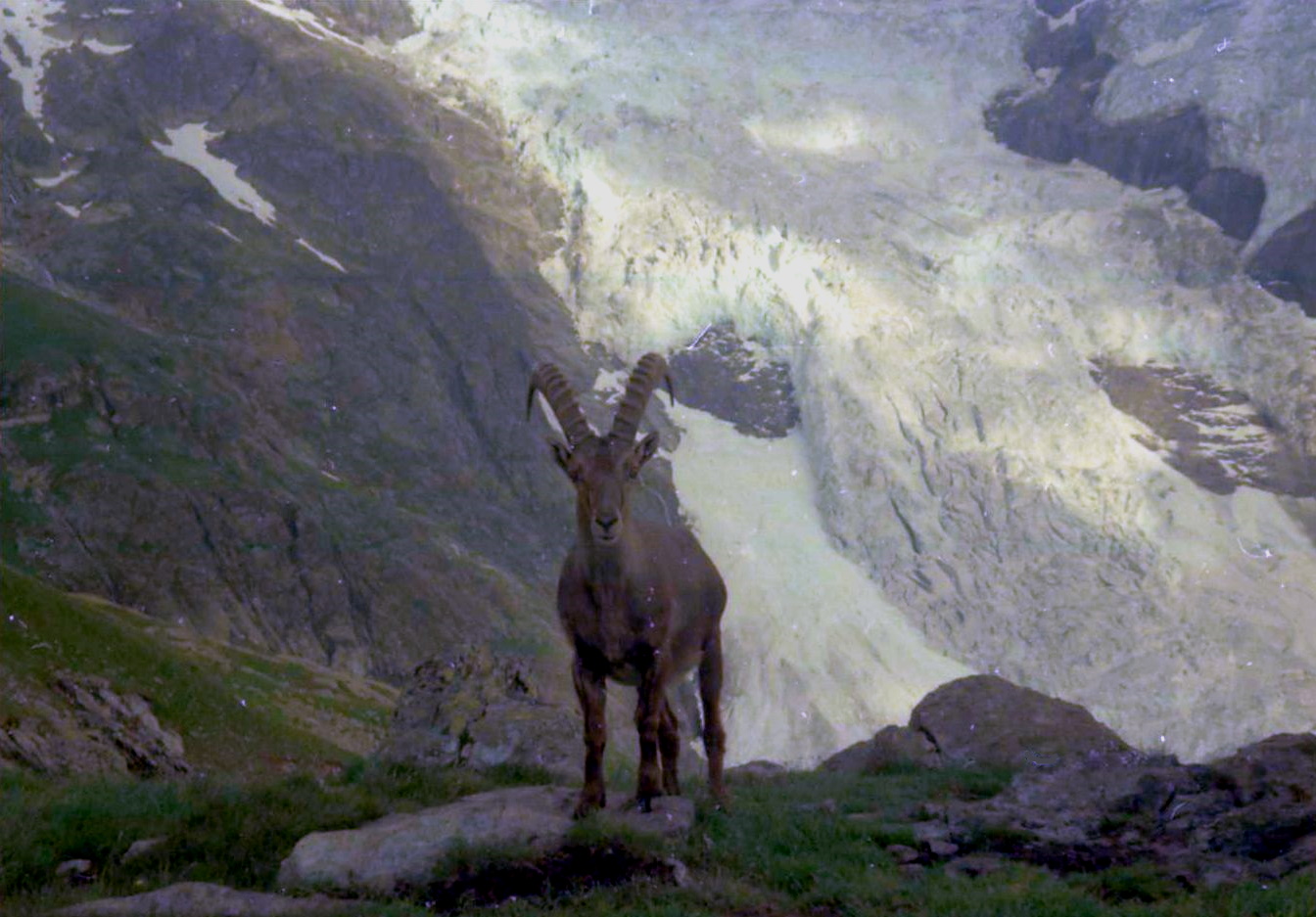 Ibex on ascent of the Wetterhorn