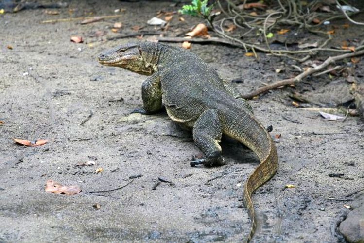 Dragon on Pulau Tioman