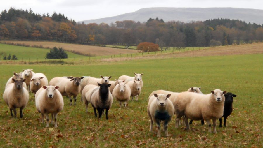 Fintry Hills from Meikle Camoquhill Farm