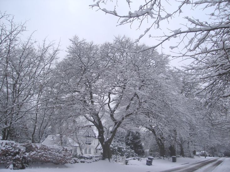 Snow covered trees