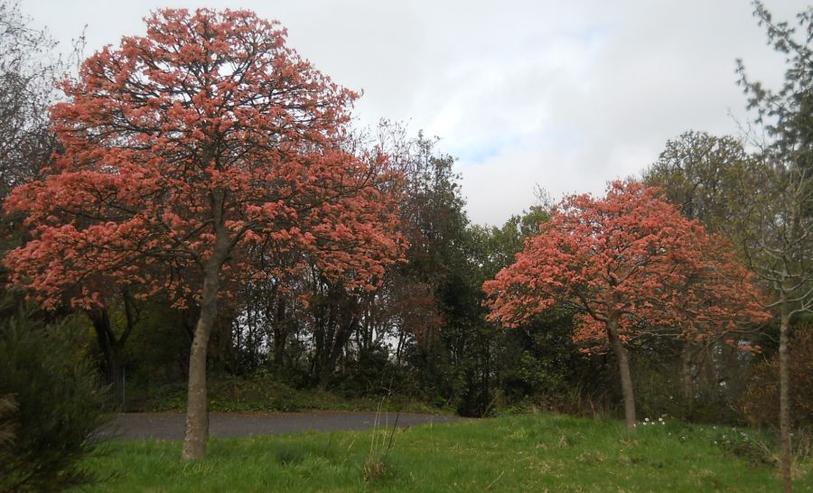 Trees on Ibrox Hill in Bellahouston Park