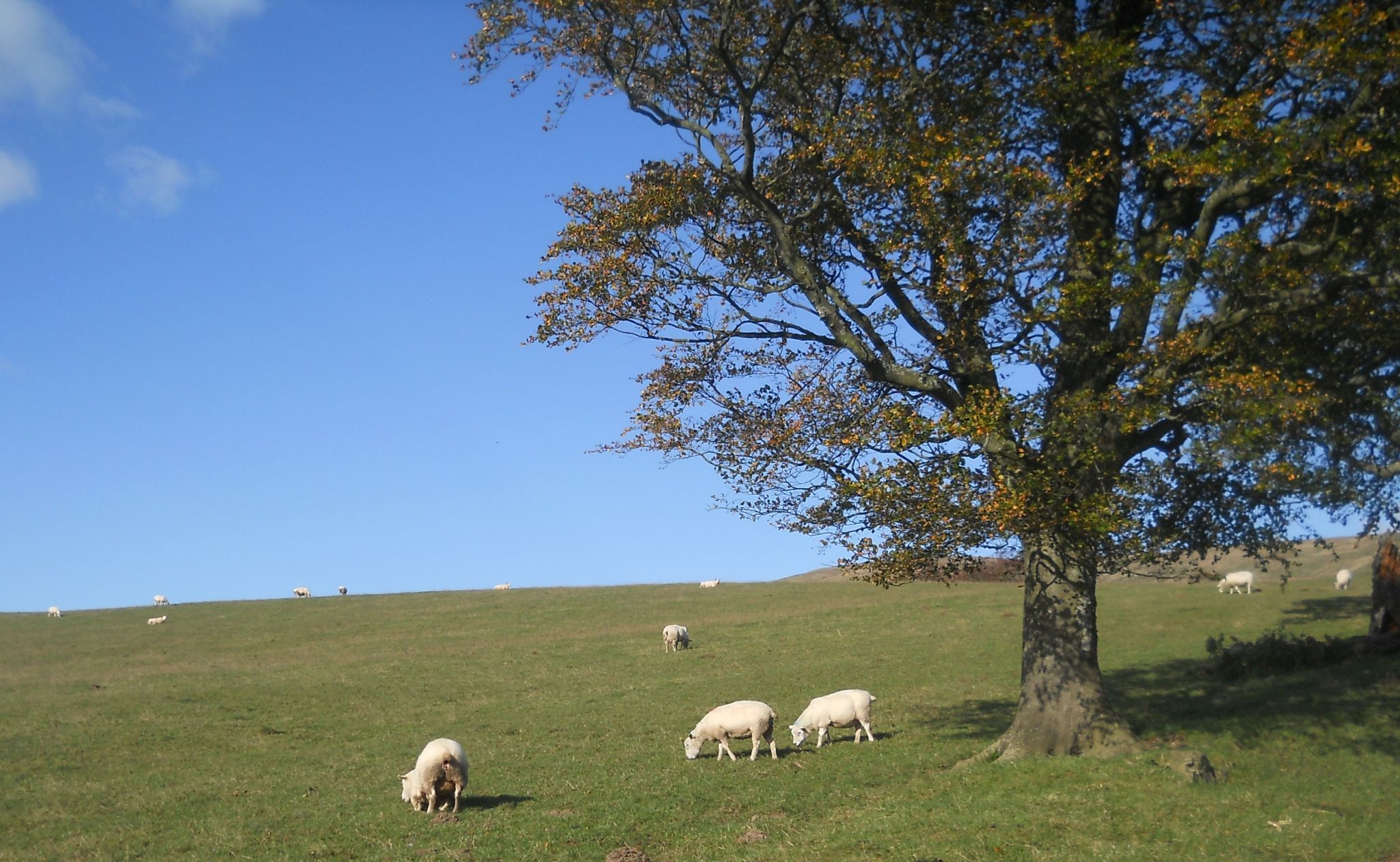 On ascent to Brown Hill