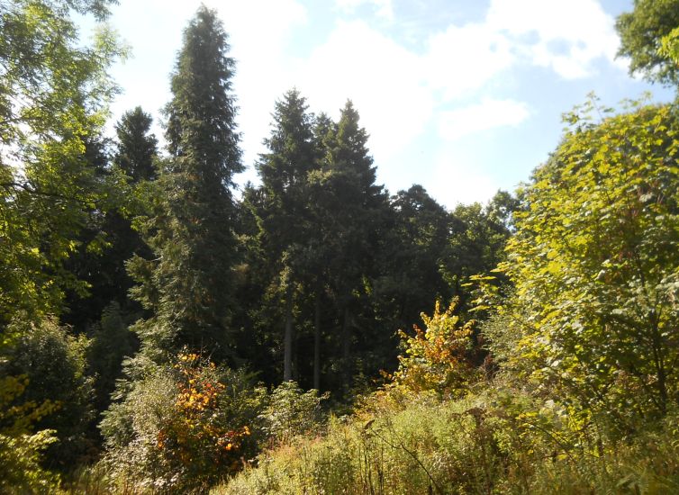 Crow Wood in Cumbernauld House Park