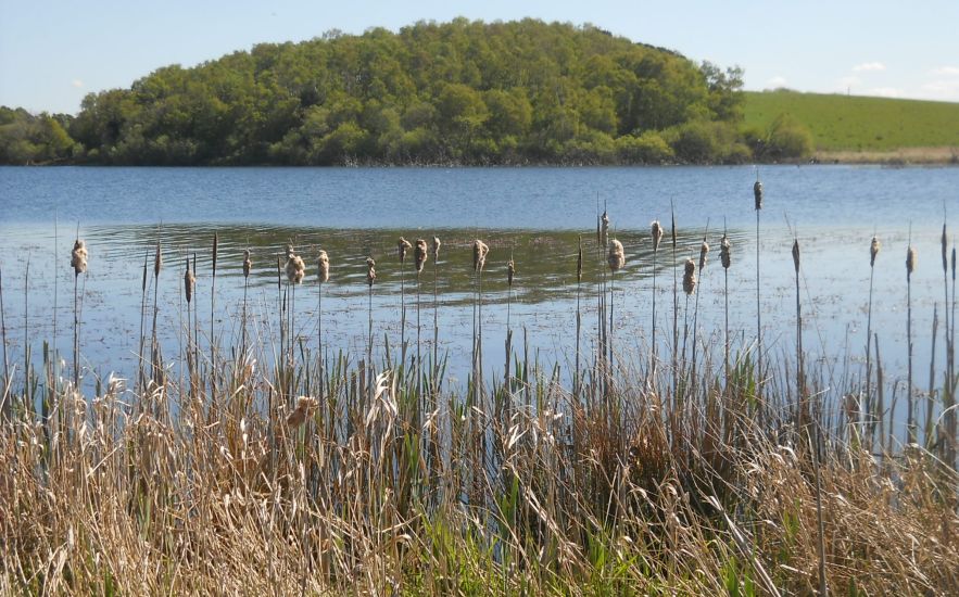 Bulrushes at Waulkmill Glen Reservoir