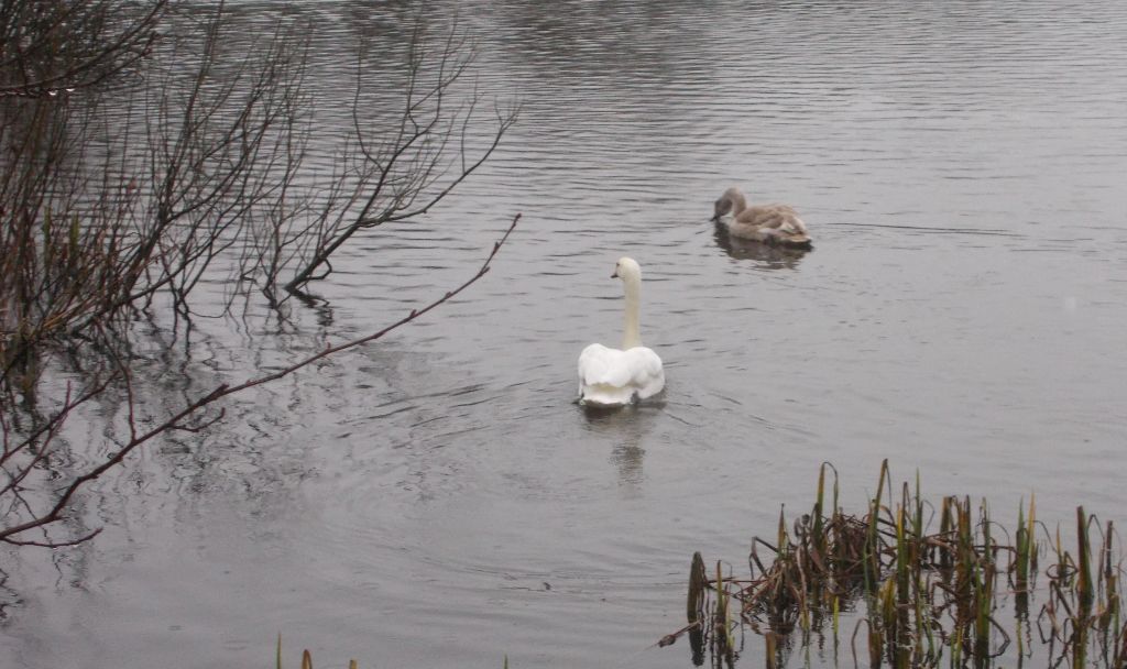 Swans at Kilmardinny Loch in Bearsden