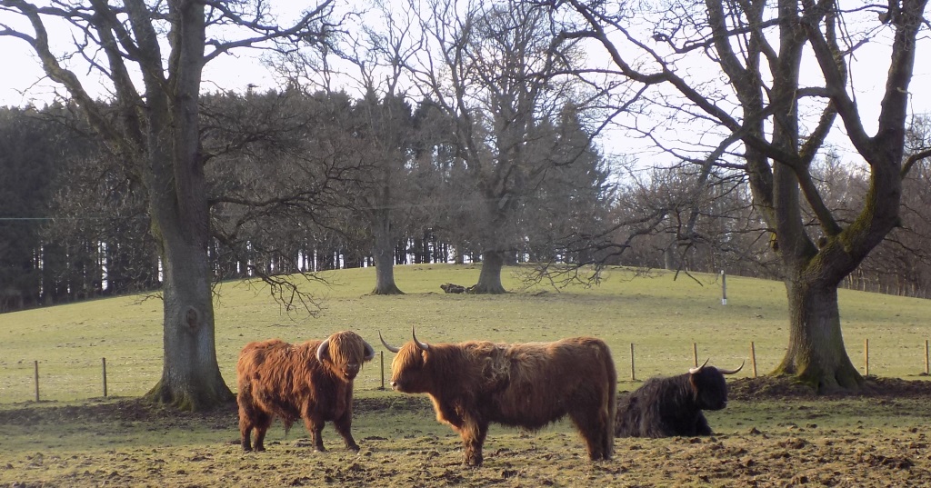 Highland Cattle