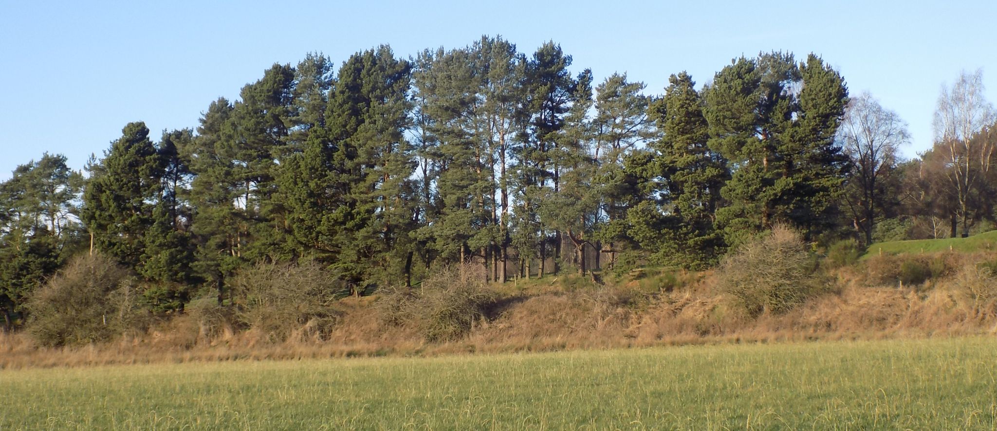 Trees lining Hayston Golf Course