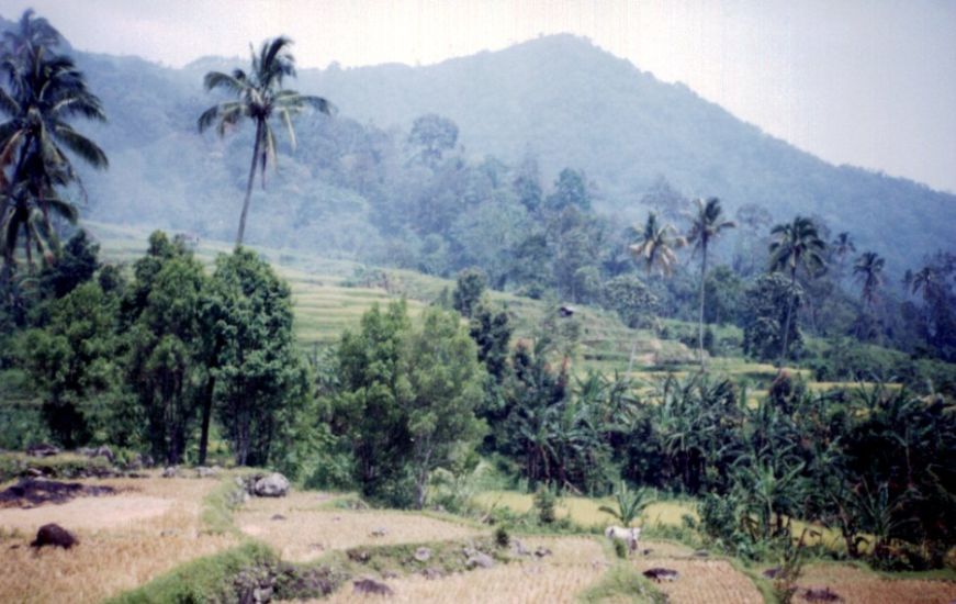 Rice Terraces near Bukittinggi in Sumatra