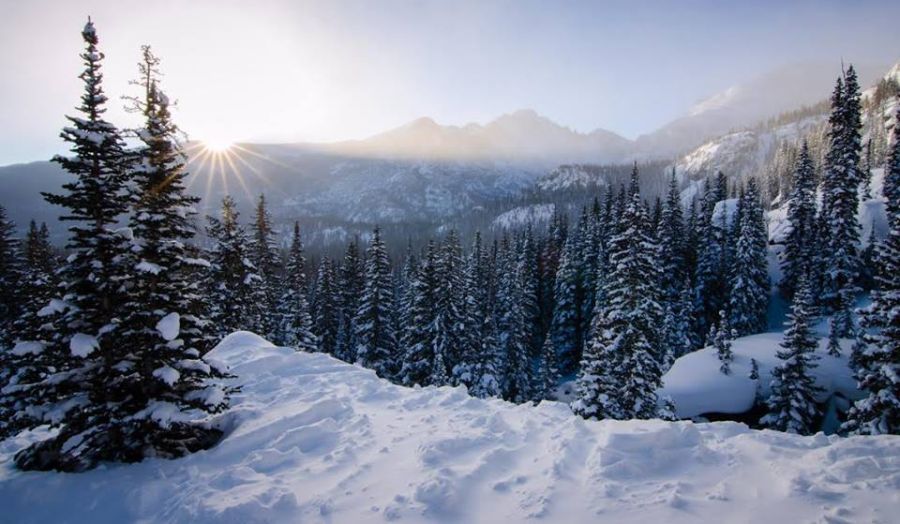 Snow covered forest in the Colorado Rockies